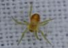 Araniella sp.